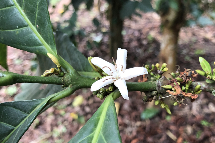 هیبرید جدید Coffea × libex؛ امیدی برای آینده قهوه تخصصی در عصر تغییرات اقلیمی