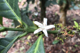 هیبرید جدید Coffea × libex؛ امیدی برای آینده قهوه تخصصی در عصر تغییرات اقلیمی